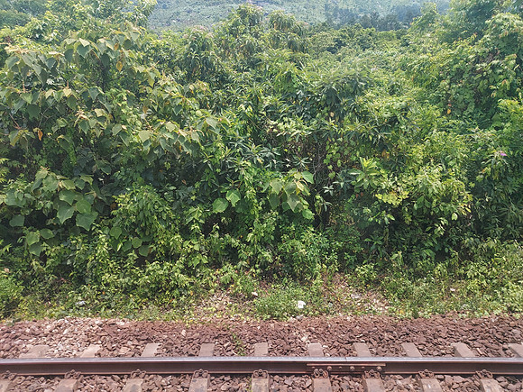 20220623_113716-hai-van-pass-jungle