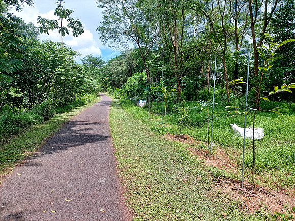 20240418_133736-new-trees-6-1-km