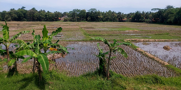20240429_123531-bananas-and-rice