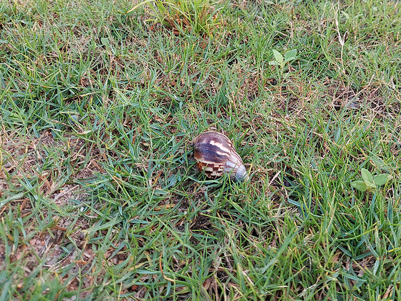 20220729_082524-snail