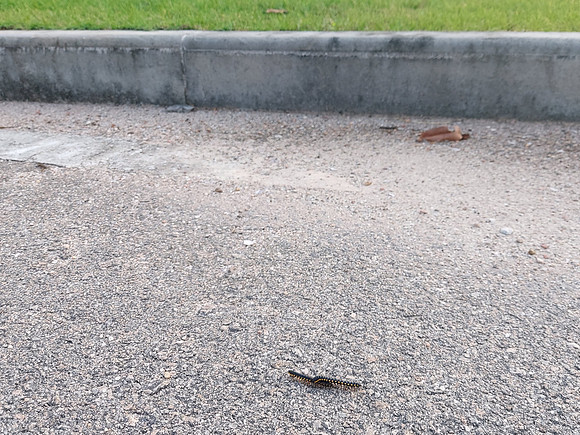 20220729_083251-catepillar