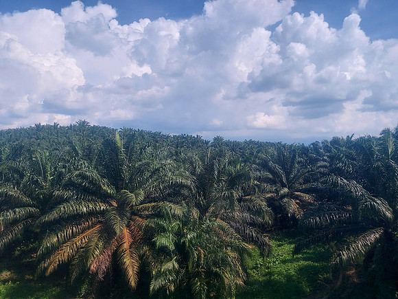 20240422_142252-palm-oil-plantation