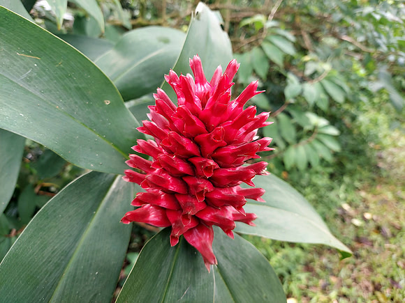 20240418_113904-red-flower