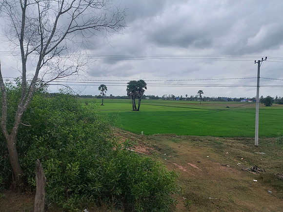 20230111_111158-rice-fields-svay-rieng