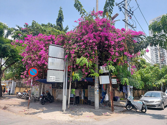 20220424_124447-flower-tree