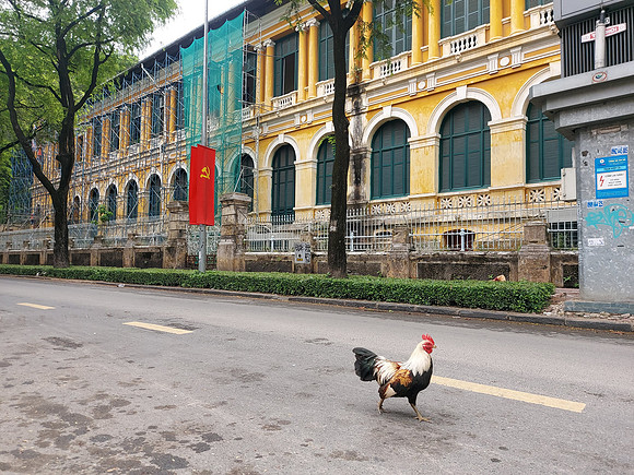 20220508_123257-street-rooster