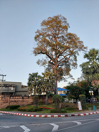 20221122_173156-big-tree