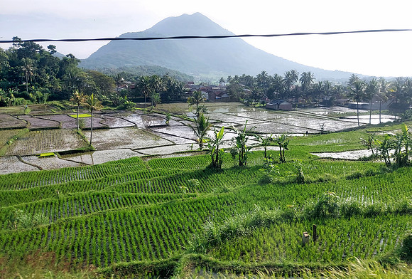 20240429_080814-rice
