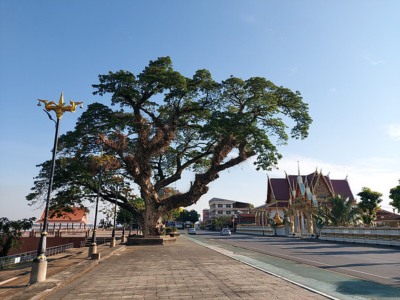 20220227_161515-big-tree