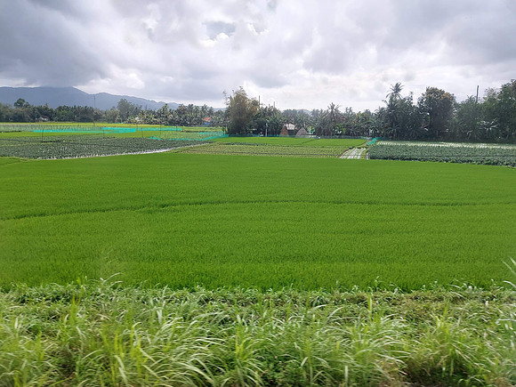 20230204_094501-rice-fields