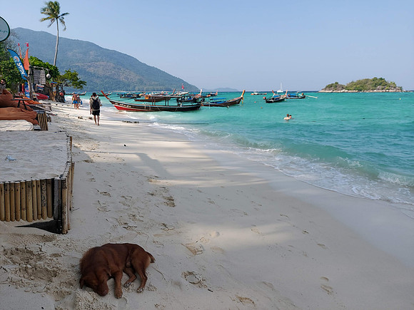 20230313_161359-beach-dog