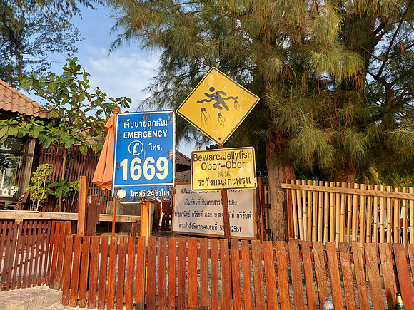 20230313_175254-beware-jellyfish
