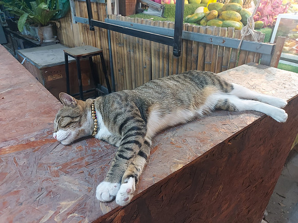 20230313_201744-fruit-cat