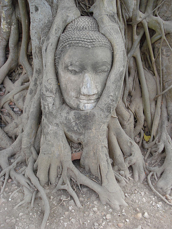 Head Of The Sandstone Buddha Image Wat Mahathat, Ayuthaya - Thailand.