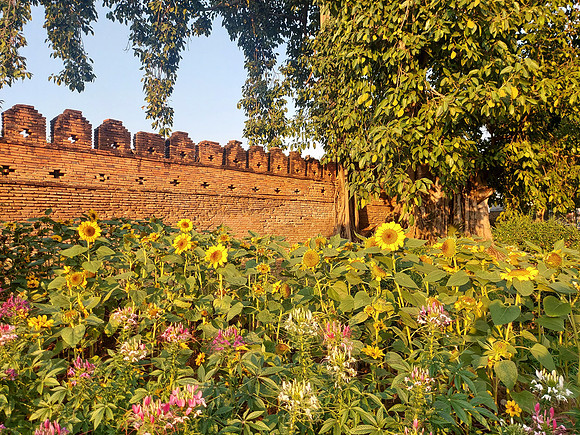 20230209_173717-wall-sunflowers