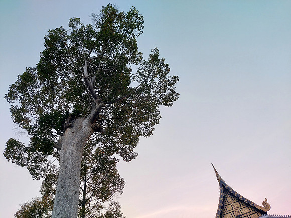 20230209_180942-the-big-tree