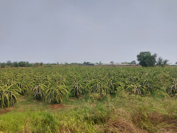 20230411_151919-dragon-fruits