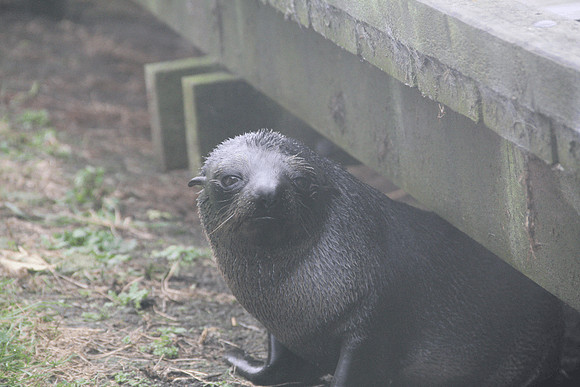 kaikoura