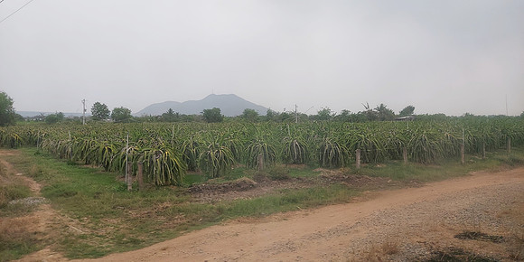 20230411_152831-dragon-fruit