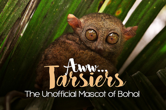 aww-tarsiers-the-unofficial-mascot-of-bohol