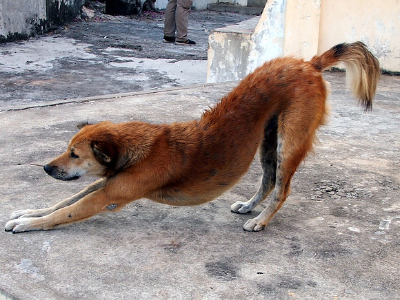 P3143581-downward-facing-dog