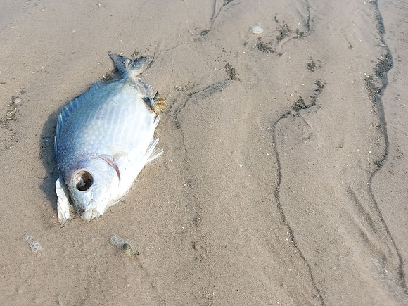 20230526_163027-fish-and-snail