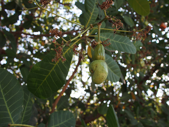 P3123294-green-cashew