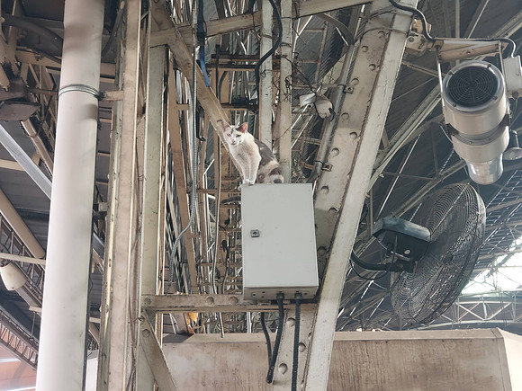 20230427_083622-hua-lamphong-cat