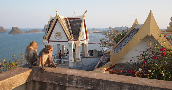 P3143584-wat-monkeys