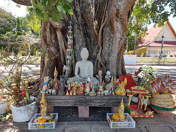 20220224_132128-buddha-tree