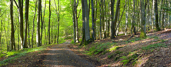 Forest Road