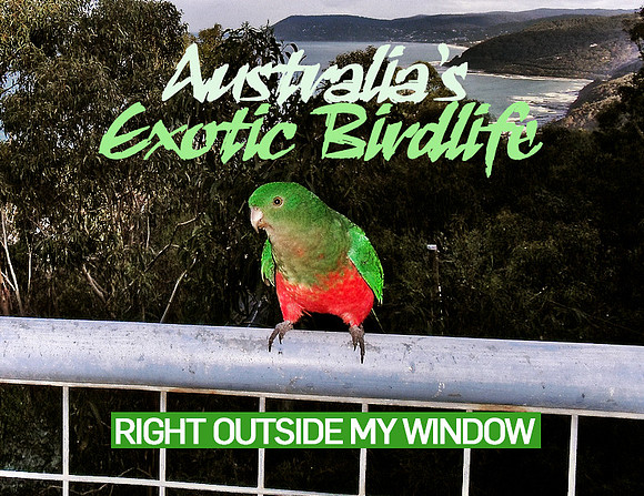 australias-exotic-birdlife-right-outside-my-window