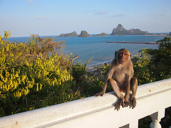 P3143569-monkey