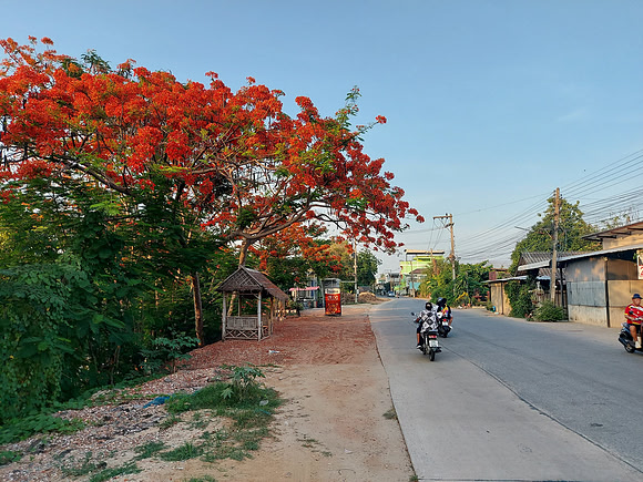 20230603_180539-red-tree