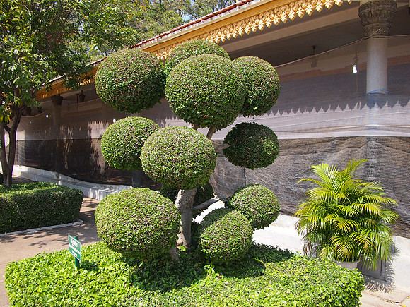 P2151946-trimmed-tree