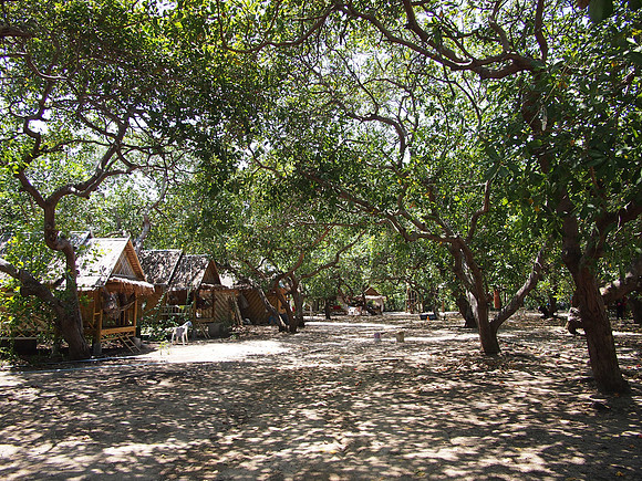 P3123253-cashew-trees