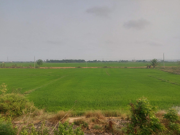 20230411_163951-rice-fields