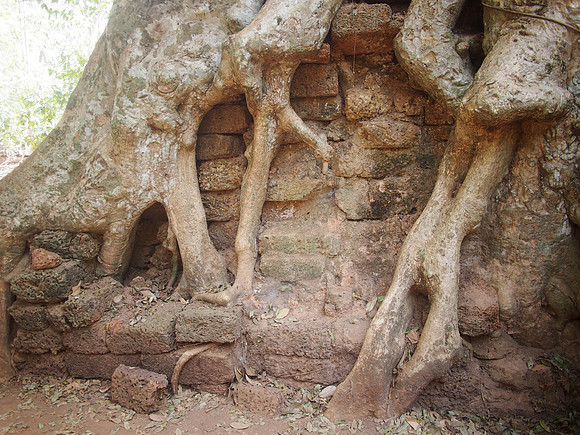 P2131807-tree-roots