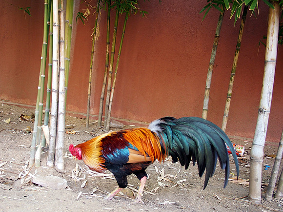 P2151930-noble-rooster
