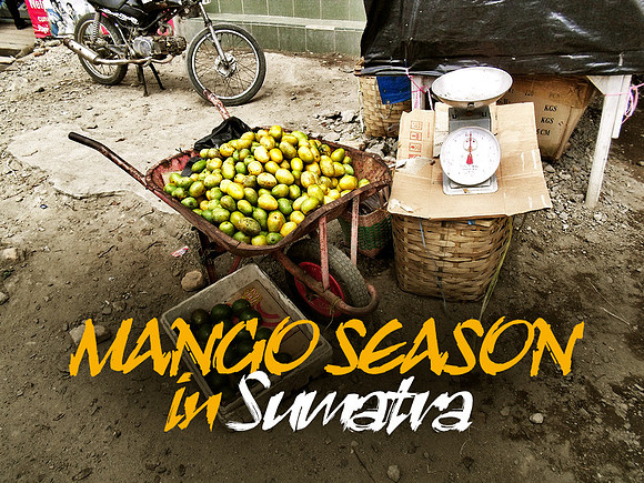 mango-season-in-sumatra