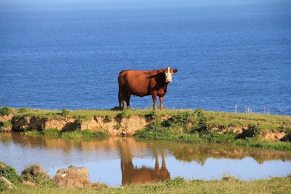 the-catlins