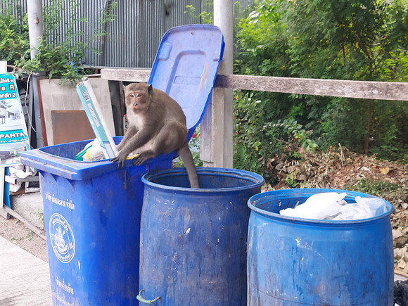 20230509_171944-bin-monkey