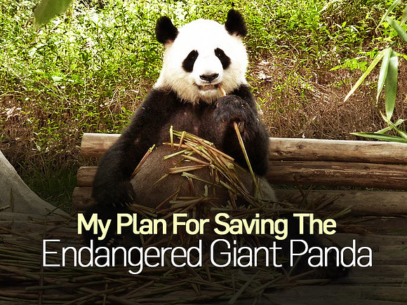 my-plan-for-saving-the-endangered-giant-panda