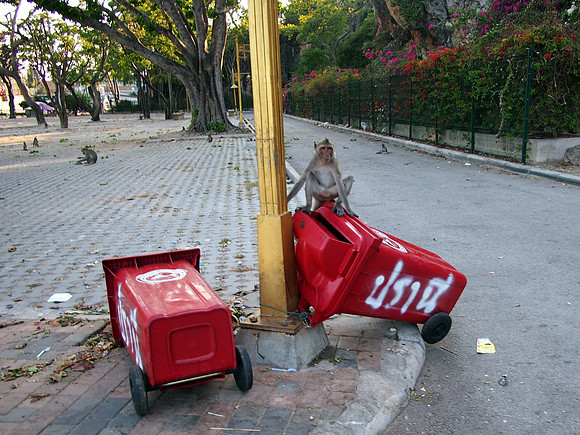 P3143538-monkey-on-bin