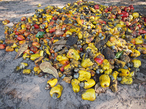 P3123292-rotting-cashews