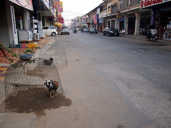 P2192166-chickens