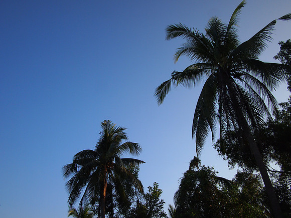 P3123317-coconut-trees