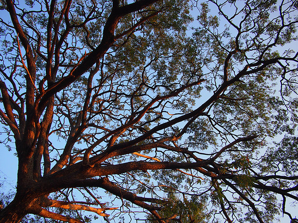 P3143610-nice-tree