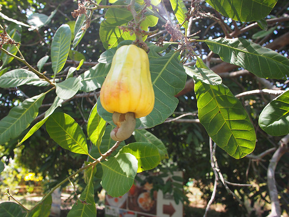 P3123282-yellow-cashew
