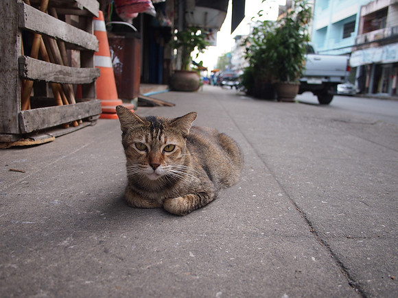 P3133401-street-cat